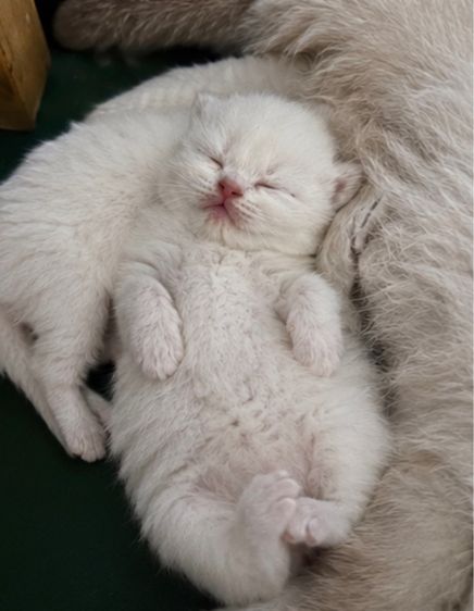 บริติช ชอร์ตแฮร์ (British Shorthair) ลูกแมวบริติช 