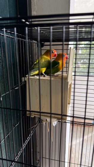  Siam Bird Farm เลิฟเบิร์ด 2 ตัว สีสวย สุขภาพแข็งแรง 