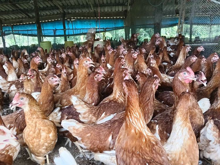 ไก่ไข่สาว