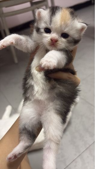 สก็อตติช โฟลด์ (Scottish Fold) แมวสก็อตติช