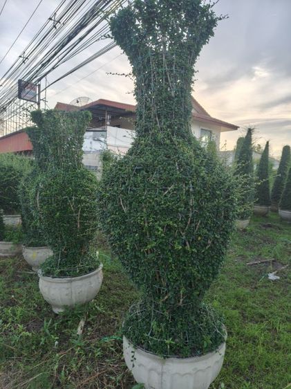 ต้นไม้ทรงแจกัน รูปที่ 4
