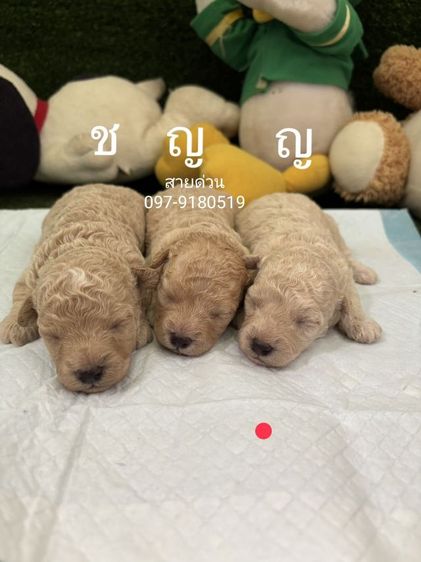 พุดเดิ้ลทอย ทีคัพ ขนแน่นขาสั้นหน้าหมี เกรดพรีเมียม