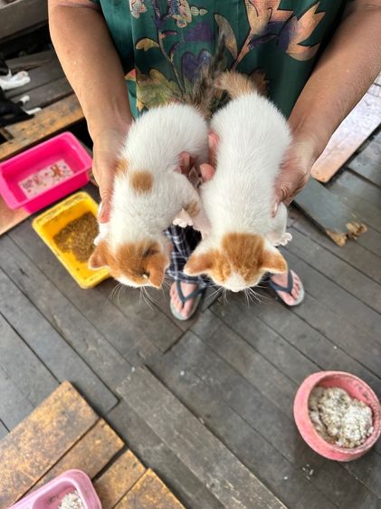 ขายแมวพันธุ์ผสมสก๊อตติชผสมกับเปอร์เซียตัวผู้หนึ่งตัวตัวเมียหนึ่งตัวอายุ 30 วัน รูปที่ 4
