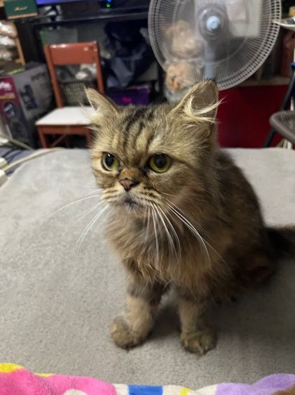 เอ็กโซติก ชอร์ตแฮร์ (Exotic Shorthair) น้องแมวเอ็กส์โซติค ขนยาว