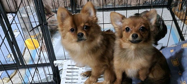 ปอมเมอเรเนียน (Pomeranian) ปอมชิวาวา ผู้1เมีย1ไซด์เล็ก