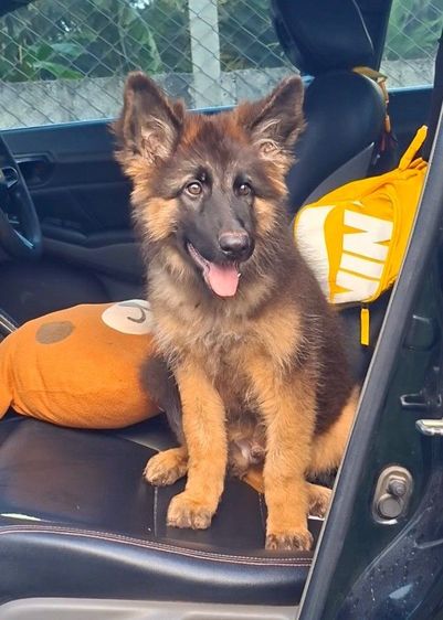 เยอรมันเชพเพิร์ด (German Shepherd) ใหญ่ เยอรมันเชพเพิร์ด
