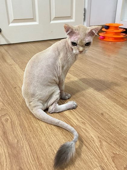 บริติช ชอร์ตแฮร์ (British Shorthair) แมวบริติช