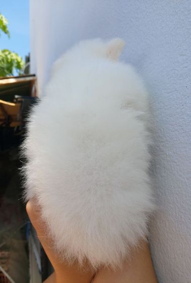 ลูกสุนัขปอม