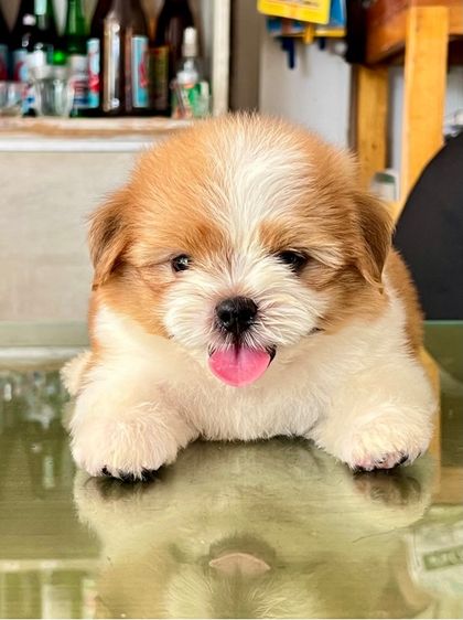ชิสุ ลูกสุนัข
