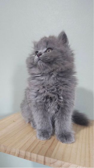 บริติช - สก็อตติช น้องเทาเทา รูปที่ 3