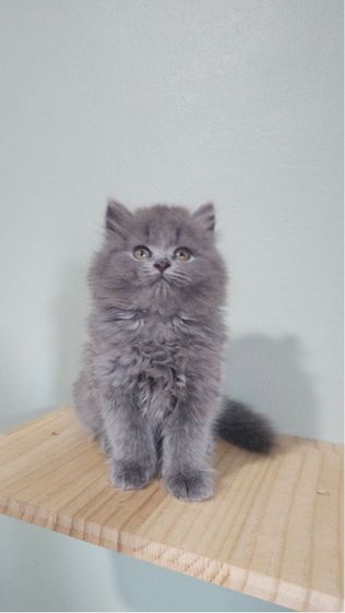 บริติช - สก็อตติช น้องเทาเทา รูปที่ 5