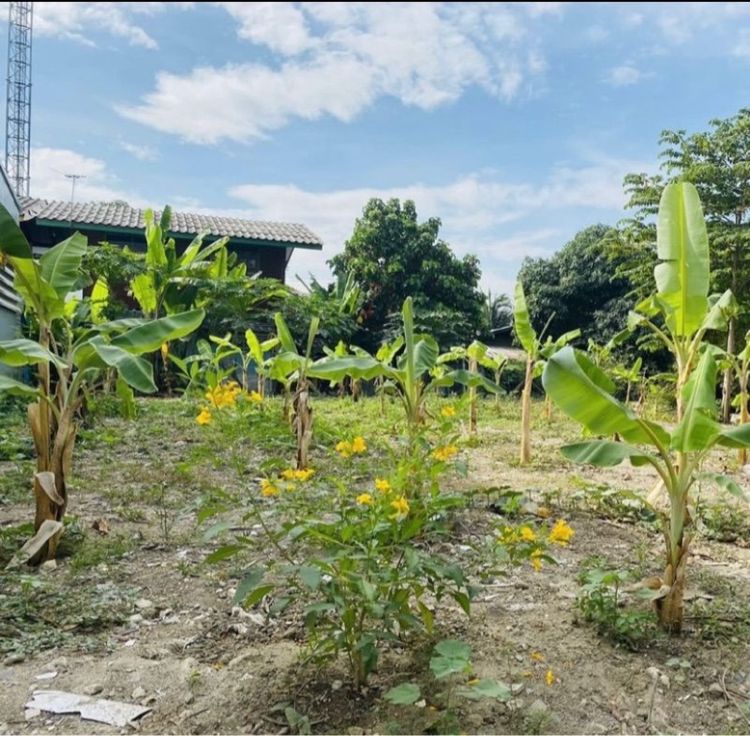 ไม่ใช่ Land reclamation 67 square wa, beautiful plot, next to canal, in rural development area 3, Soi Jintana รูปที่ 4