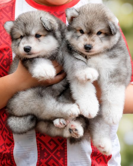 ไซบีเรียน ฮัสกี้ (Siberian Husky) เล็ก ขายลูกสุนัข ไซบีเรียน ฮัสกี้ แท้ 