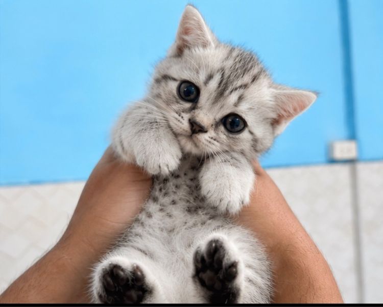 บริติช ชอร์ตแฮร์ (British Shorthair) ลูกแมวบริติชผสมสก๊อตติช