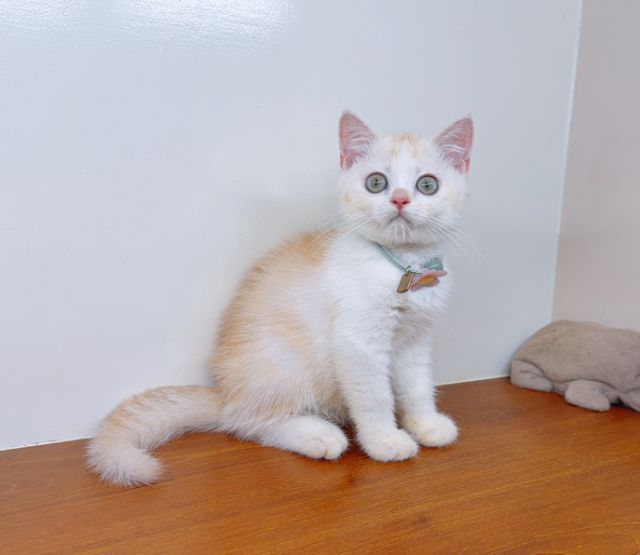 สก็อตติช โฟลด์ (Scottish Fold) แมวสก๊อตติสโฟร์ สายพันธุ์แท้ คุณภาพ