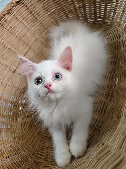 เปอร์เซีย (Persian) แมวเปอร์เซียตาสองสี