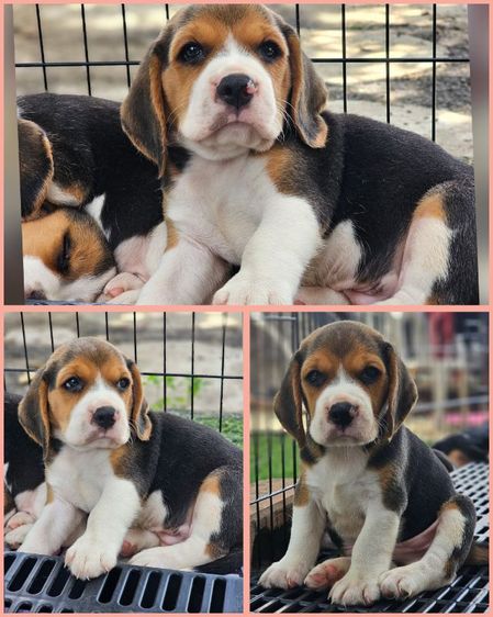 บีเกิล (Beagle) เล็ก ลูกสุนัขบีเกิ้ลเพศผู้ มีใบเพ็ด