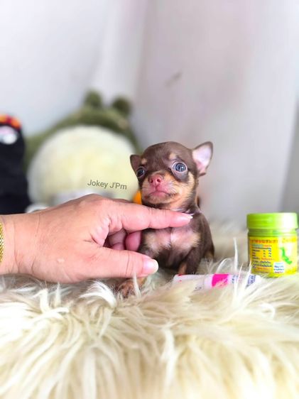 เปิดจอง น้องจิ๋ว ชิวาวาแท้