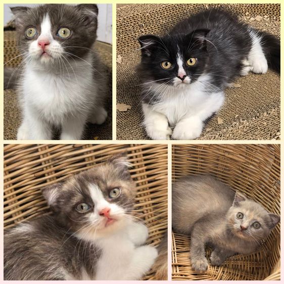 สก็อตติช โฟลด์ (Scottish Fold) ลูกแมวสก็อตติซโฟลด์