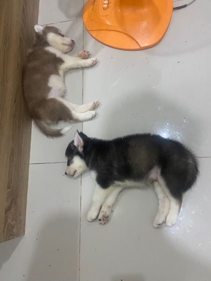 ไซบีเรียนแท้ รูปที่ 3
