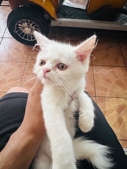 แมวเปอร์เซีย