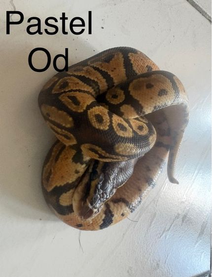 ballpython เดกๆปีนี้กินเปนกินแช่ สนใจคุยได้ รูปที่ 6