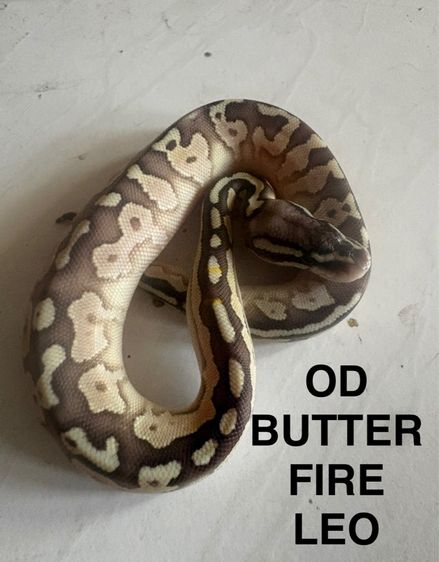 ballpython เดกๆปีนี้กินเปนกินแช่ สนใจคุยได้