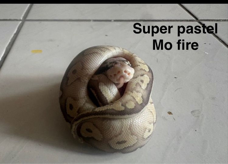 ballpython เดกๆปีนี้กินเปนกินแช่ สนใจคุยได้ รูปที่ 2
