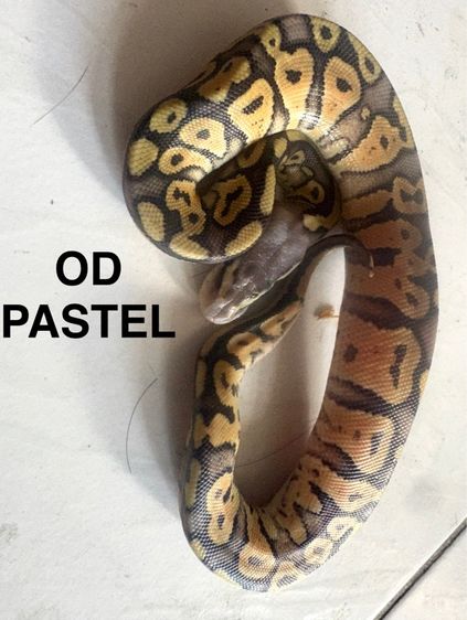 ballpython เดกๆปีนี้กินเปนกินแช่ สนใจคุยได้ รูปที่ 5