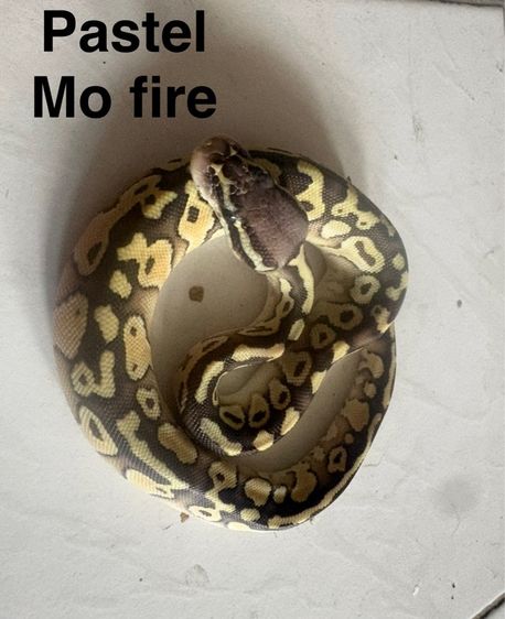 ballpython เดกๆปีนี้กินเปนกินแช่ สนใจคุยได้ รูปที่ 3