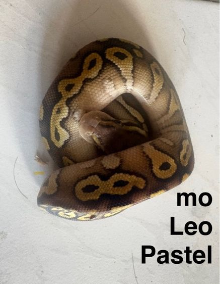 ballpython เดกๆปีนี้กินเปนกินแช่ สนใจคุยได้ รูปที่ 4
