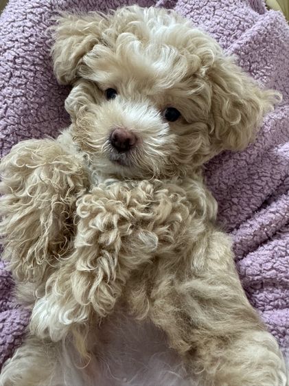 พุดเดิ้ล (Poodle) เล็ก สุนัขพันธุ์ปอร์เช่