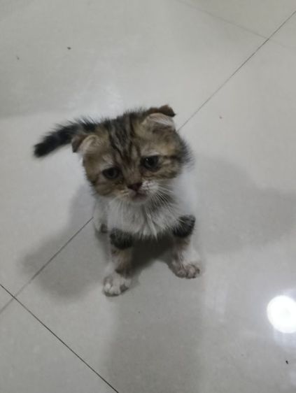 หนูน่ารักไหมสนใจหนูปะเสือน้อยน่ารักลูกสก็อตแท้ขนสั้นน้องจะครบ2เดือนสิ้นเดือนนี้สนใจทักไลน์มาคุยนะค่าบ