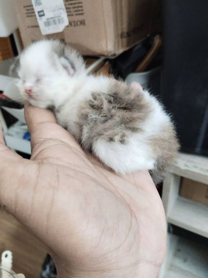 สก็อตติช โฟลด์ (Scottish Fold) แมวสก็อตต์ติช