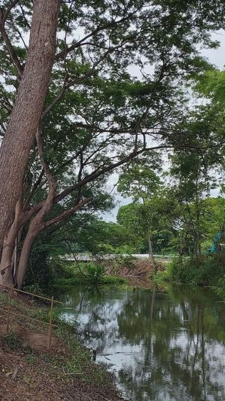 ใช่ ขายที่ดิน อ.แม่ริม ติดเขตชายแดน อ.สันทราย เชียงใหม่ รูปที่ 3
