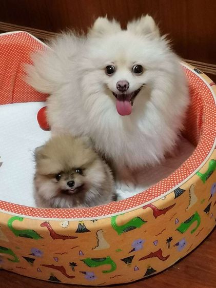ปอมเมอเรเนียน (Pomeranian) ขายลูกสุนัขปอม แท้ เพศเมีย.เกิดจาก พ่อ+แม่ ปอมแท้ size เล็ก ที่บ้านและเจ้าของ post ขายเอง ในราคาไม่แพง