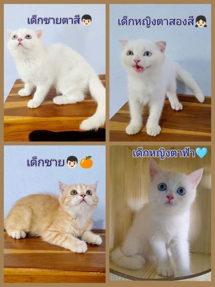 สก๊อตติช 2 เดือน