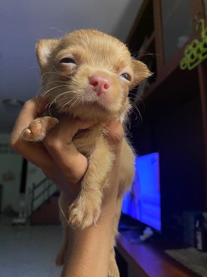 ชิวาว่า