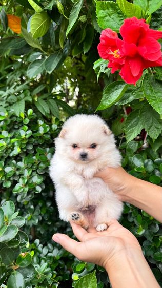 ปอมเมอเรเนียน (Pomeranian) ปอมแท้รังสิตปทุมธานี