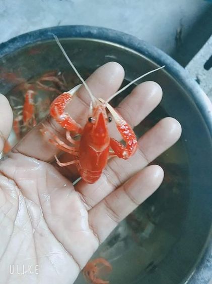 กุ้งสวยงาม