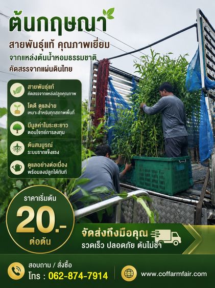 ต้นกฤษณาแท้ ไซต์ใหญ่1เมตร ยกชุด200ต้นส่งฟรีแถม20 พันธุ์ดี ตกน้ำมันง่าย สนใจโทร 0628747914