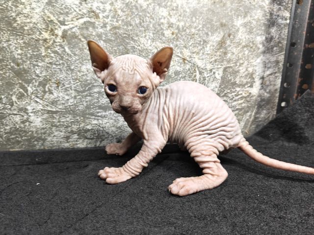 สฟิงซ์ (Sphynx) แมวสฟิงซ์เพศผู้