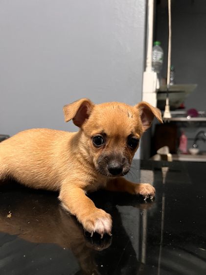 ชิวาวา (Chihuahua) เล็ก ชิวาว่า