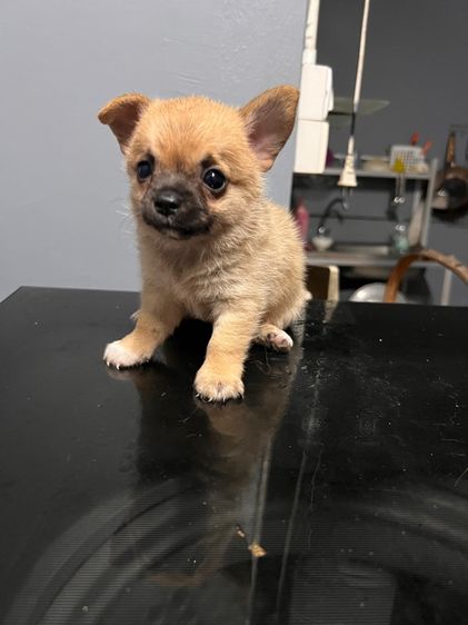 ชิวาวา (Chihuahua) เล็ก ชิวาว่า