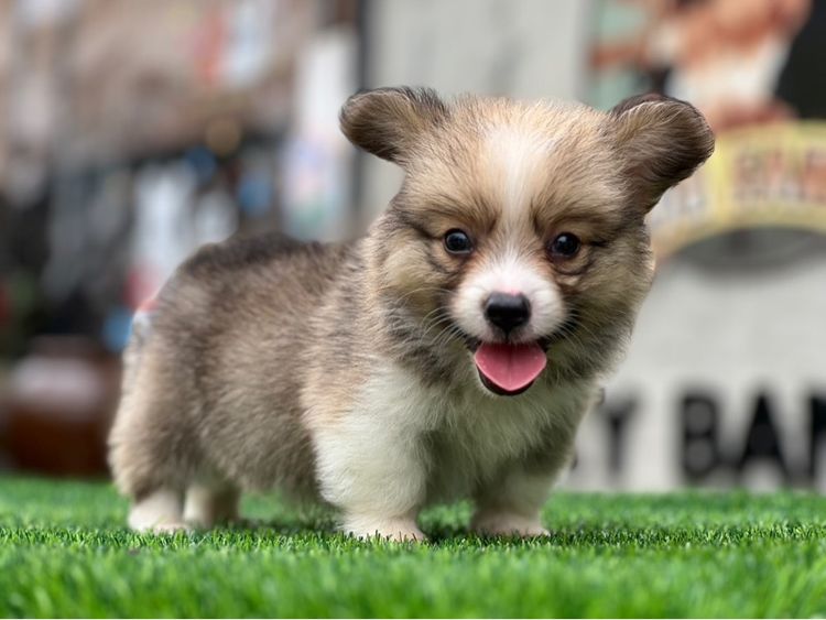 คอร์กี้ (Corgi) กลาง ลูกคอร์กี้