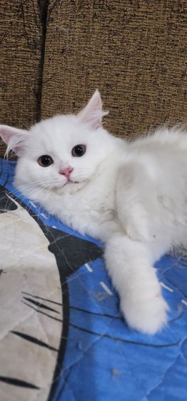 หาผู้ปกครองให้ลูกสาว น้องร่ำรวย