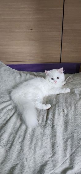 หาผู้ปกครองให้ลูกสาว น้องร่ำรวย รูปที่ 9