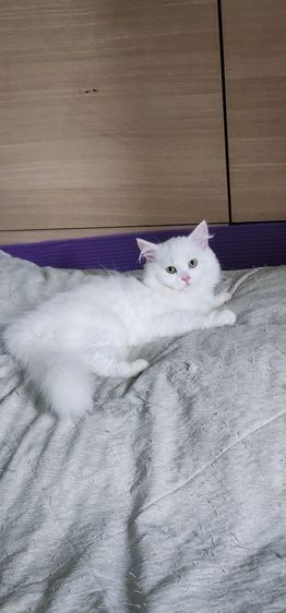 หาผู้ปกครองให้ลูกสาว น้องร่ำรวย รูปที่ 4