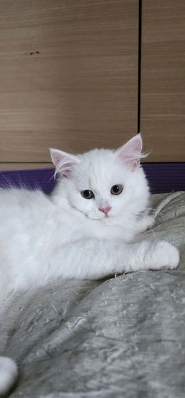 หาผู้ปกครองให้ลูกสาว น้องร่ำรวย รูปที่ 2