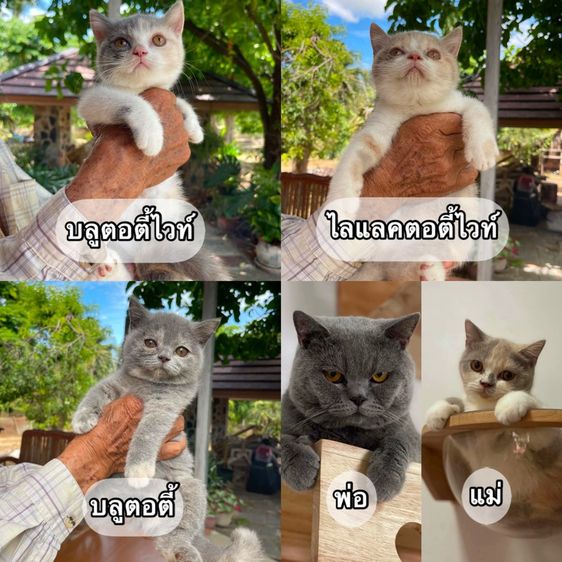 ลูกแมวบริติชแท้ wcf